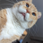 rambo_646488