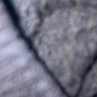 kamala_123121